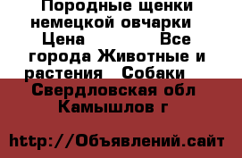 Породные щенки немецкой овчарки › Цена ­ 24 000 - Все города Животные и растения » Собаки   . Свердловская обл.,Камышлов г.